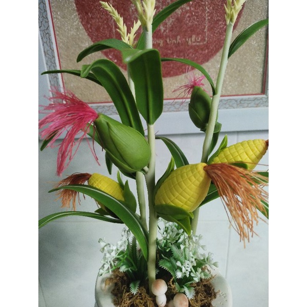 Chậu bắp đất sét mẫu để bàn