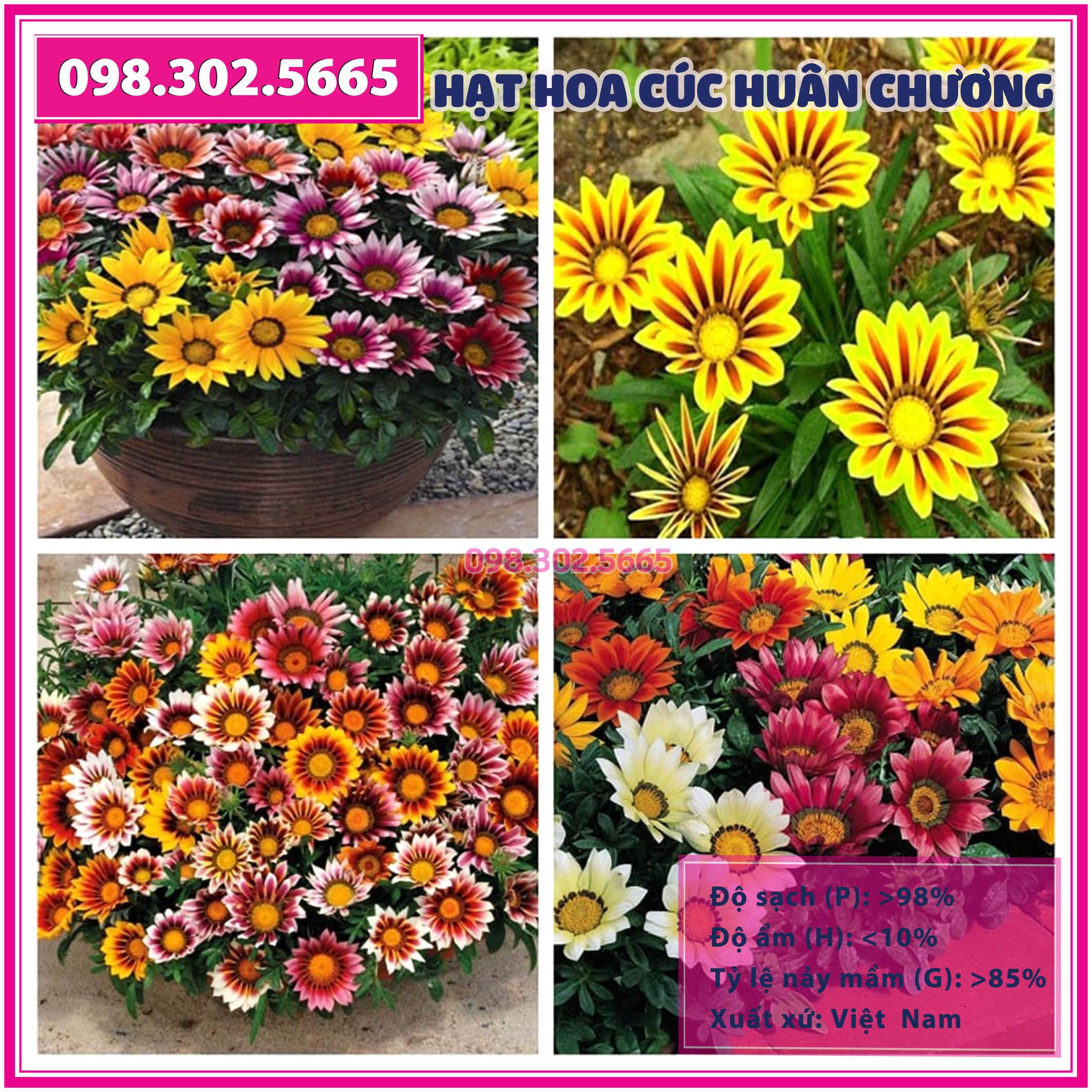 Hạt giống hoa cúc huân chương mix nhiều màu, dễ trồng dễ chăm sóc