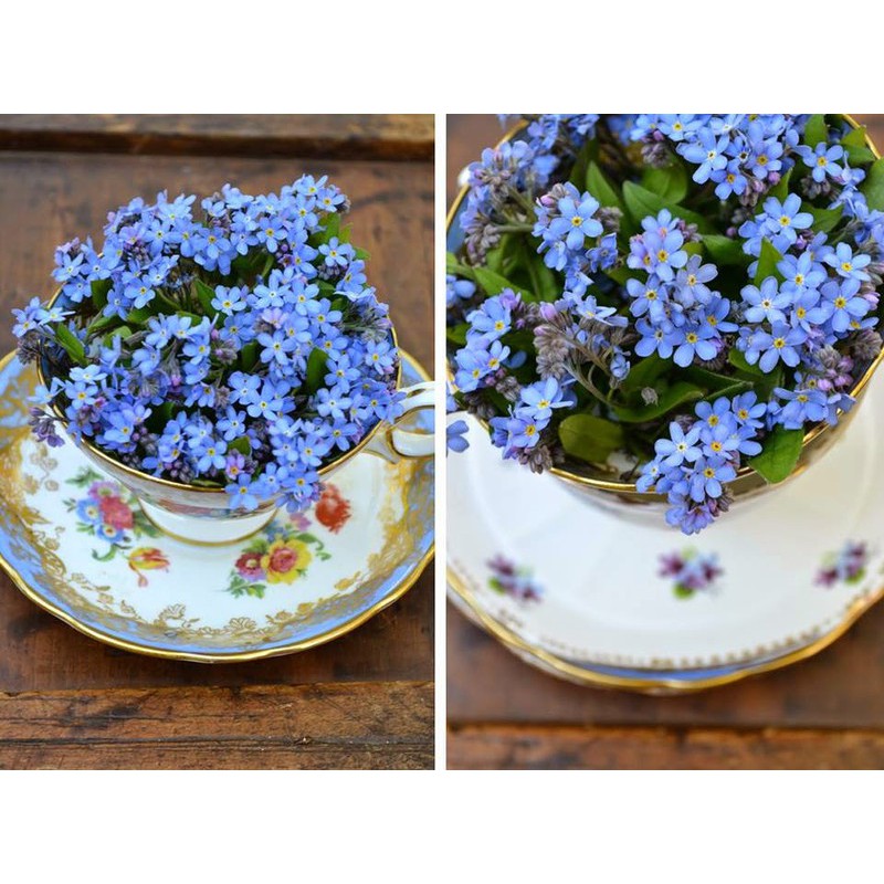 Hạt giống hoa lưu ly xanh (for get me not) - 50 hạt, chất lượng sản phẩm đảm bảo và cam kết hàng đúng như mô tả