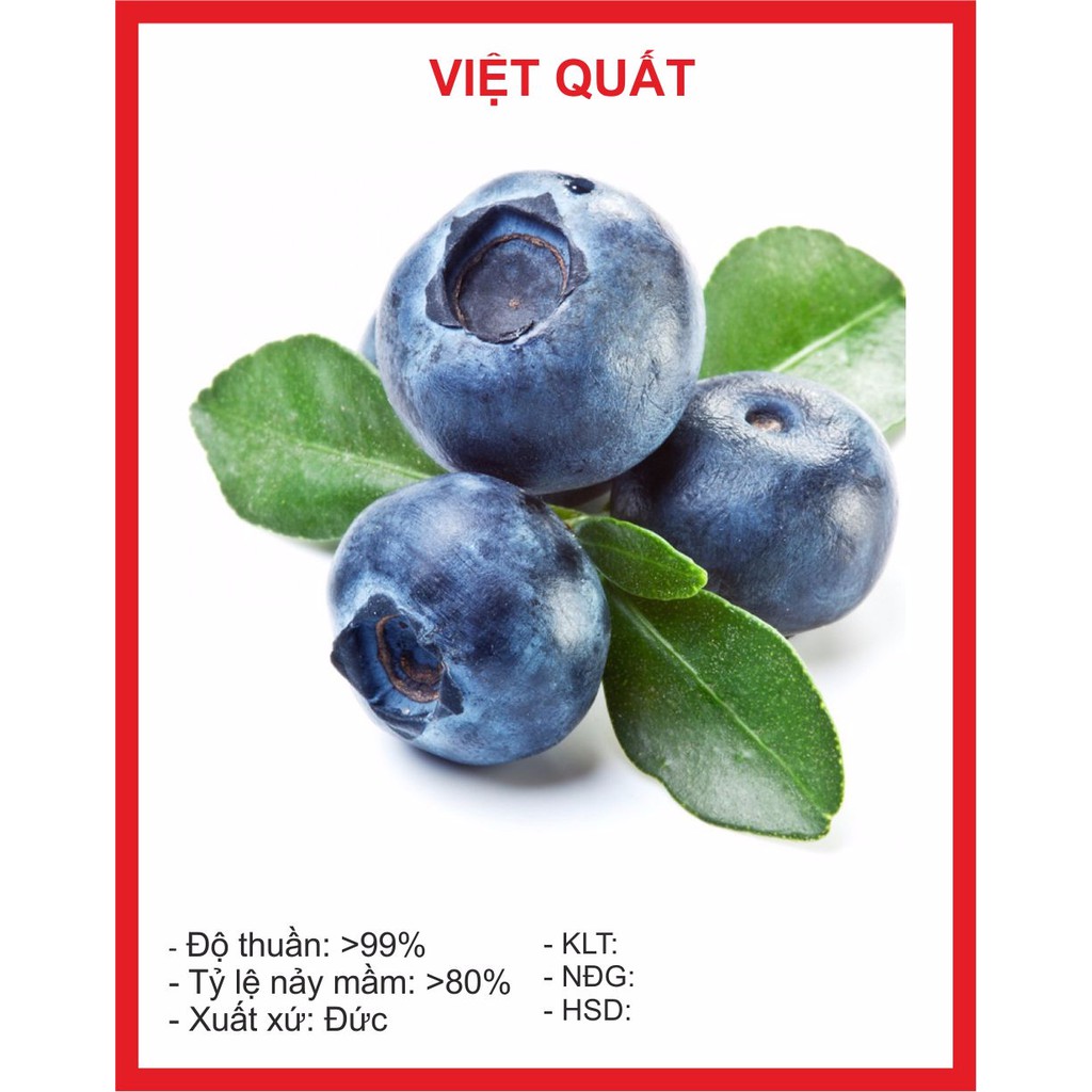 Hạt Giống Việt Quất 30 Hạt