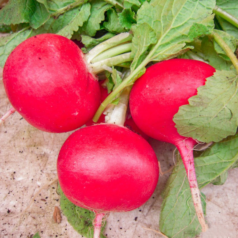 Hạt giống củ cải đỏ tròn Italy giống nảy mầm khỏe PSV65 | Phởms Market