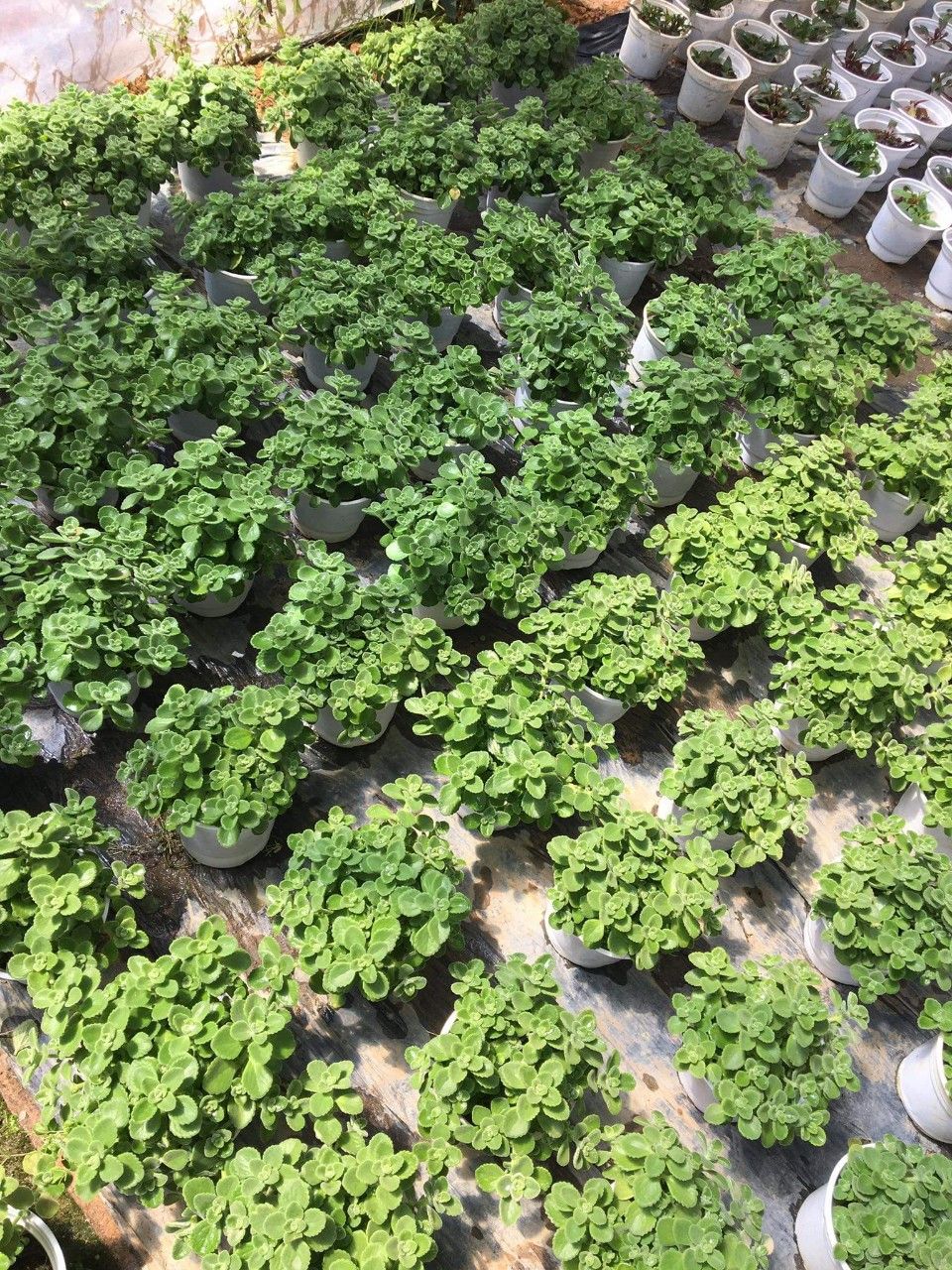 Cây Sen Thơm (Nhất Mạc Hương) để bàn làm việc xua đuổi muỗi mùi thơm dịu nhẹ mang phong thủy đón tài lộc