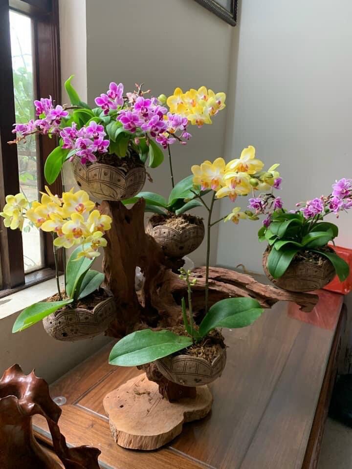 Gỗ lũa ghép gáo dừa nghệ thuật trồng lan, cây cảnh trang trí trong nhà, sân vườn....chọn mẫu 5 gáo
