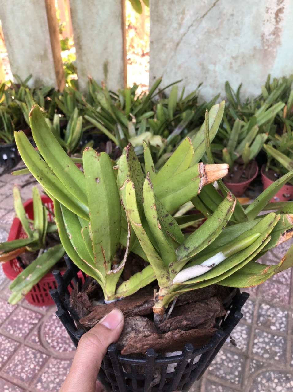 lan chậu bạch nhạn 5-7 cây tương tự hình đã ra rễ về chỉ việc treo lên và tưới nước