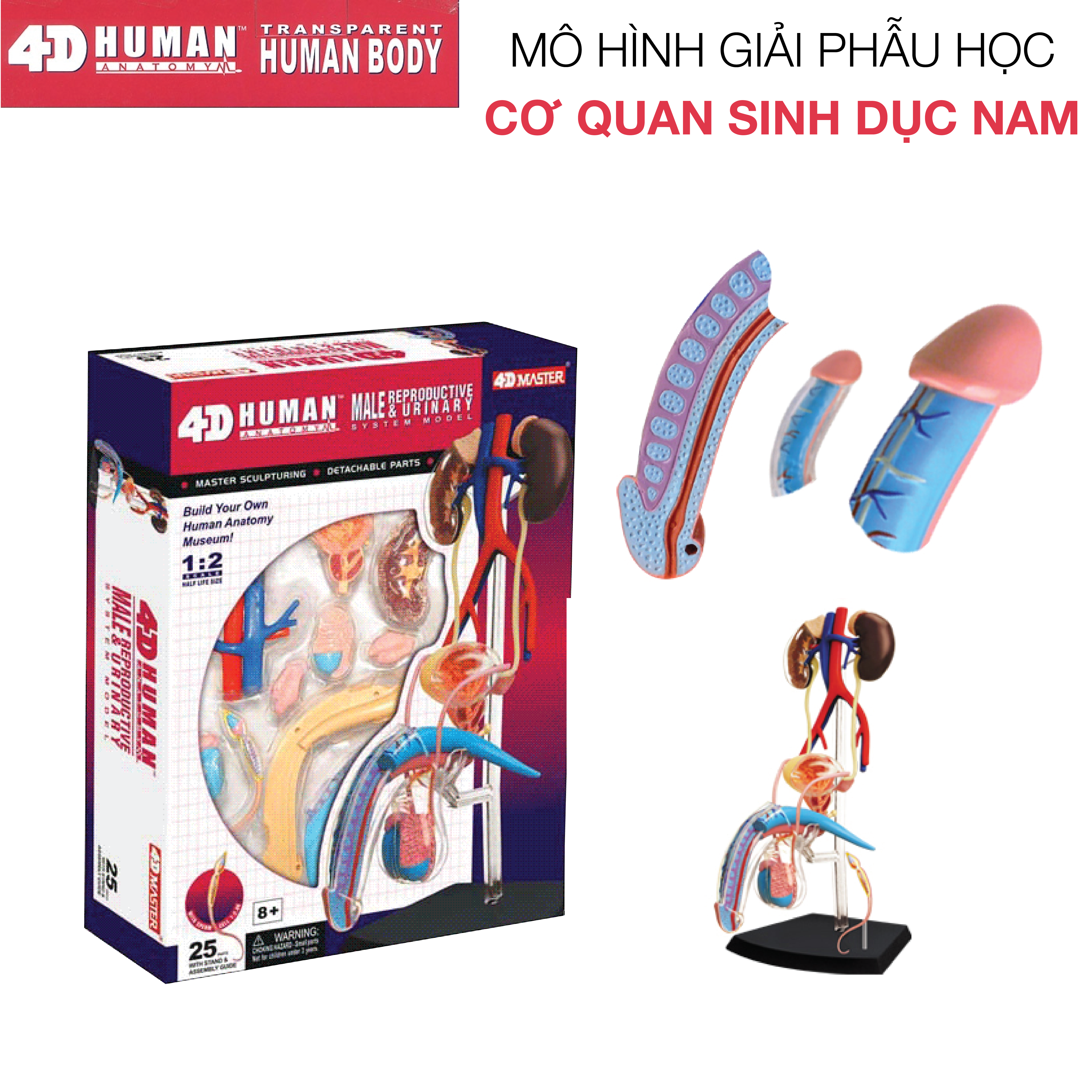 Mô hình giải phẫu - cơ quan sinh dục nam