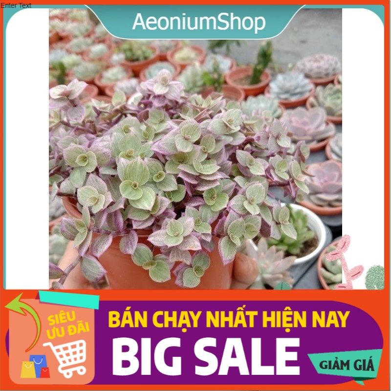 Cây pink lady - cây tổ ong hồng, xuất xứ đà lạt, lỗi 1 đổi 1🤧 💪