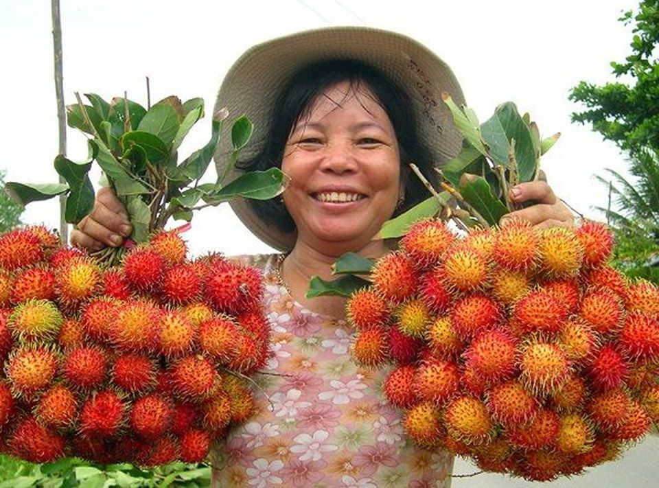 VG FARM Chôm Chôm Thái Nguyên Chùm - Cơm dày ngon ngọt