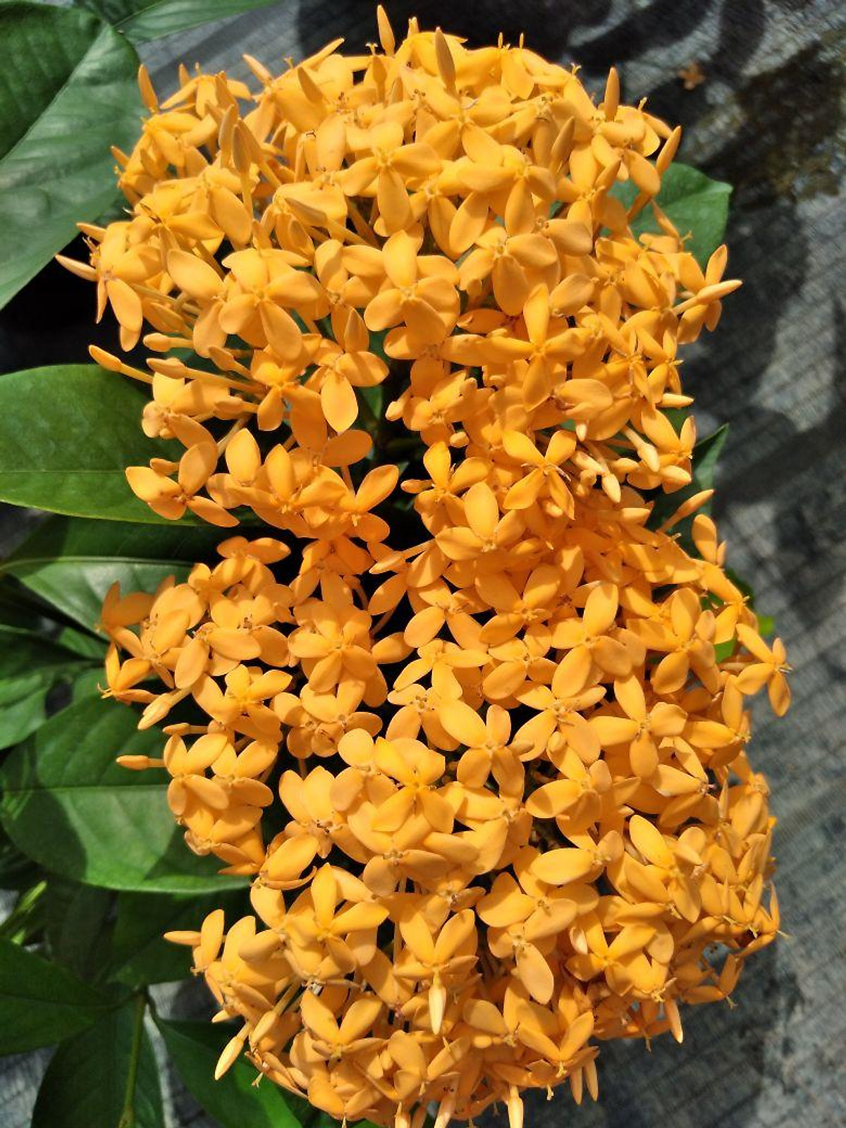 Xả giá siêu rẻ........ cây mẫu đơn mỹ vàng cam Giá 190,000 Đồng*Miễn phí vận chuyển