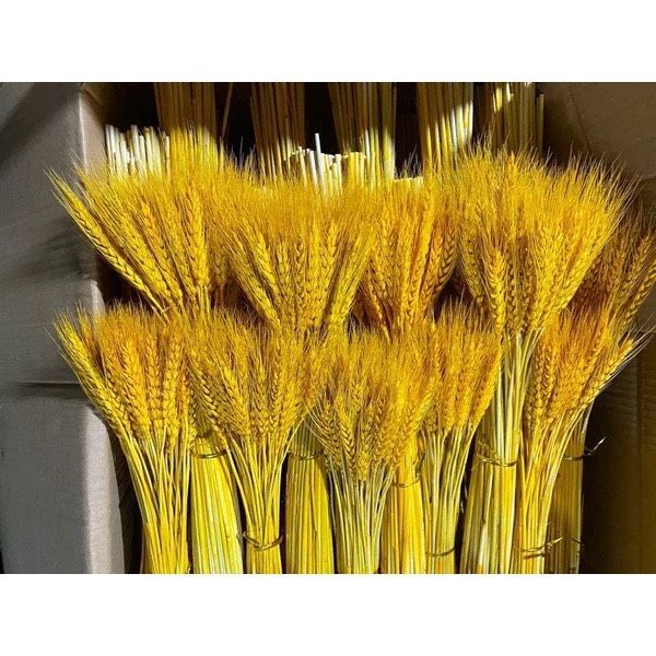 Hoa lúa mạch khô thật 100 bông màu vàng , bông hoa lúa mạch trang trí decor