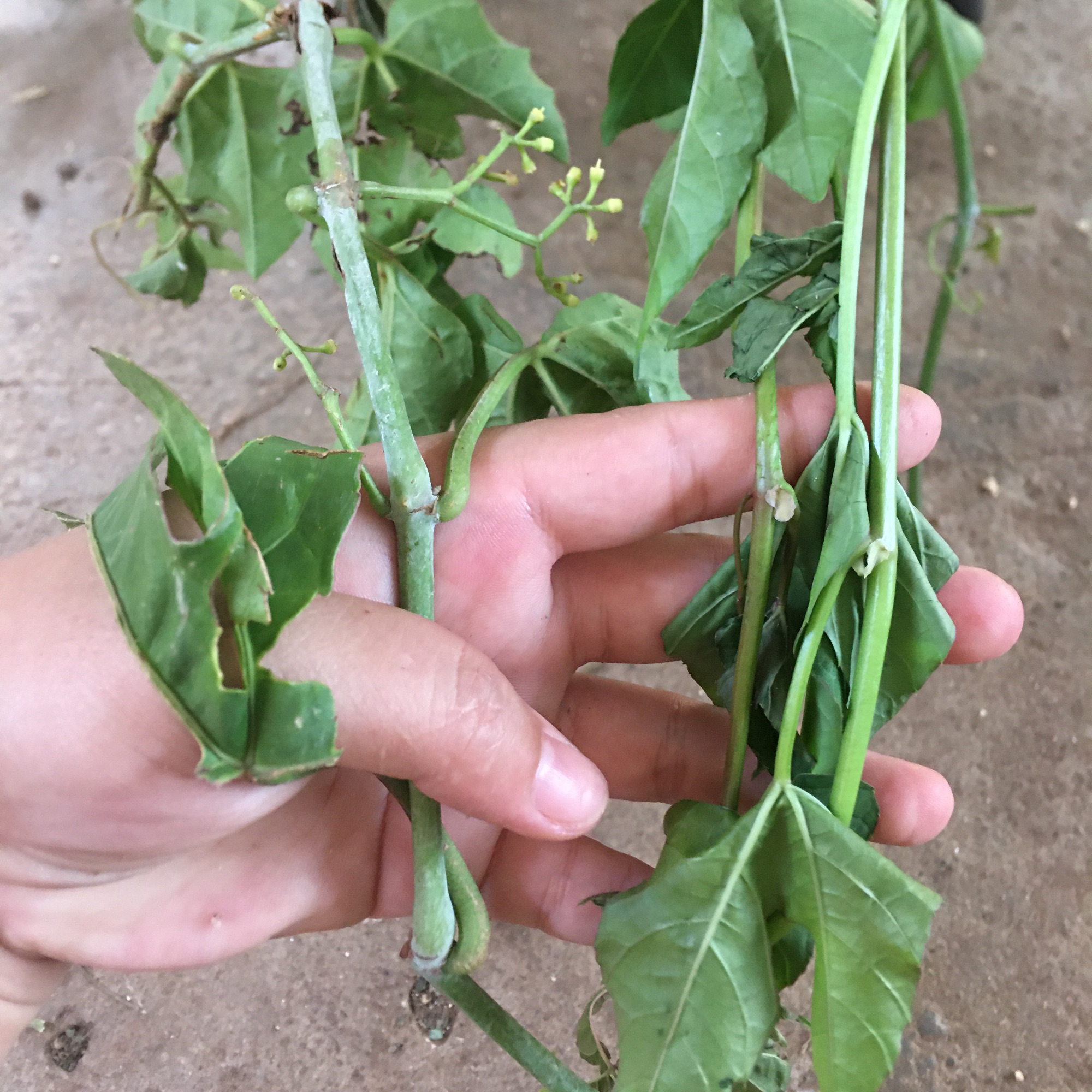 Cây giống chìa vôi lá 3 thùy