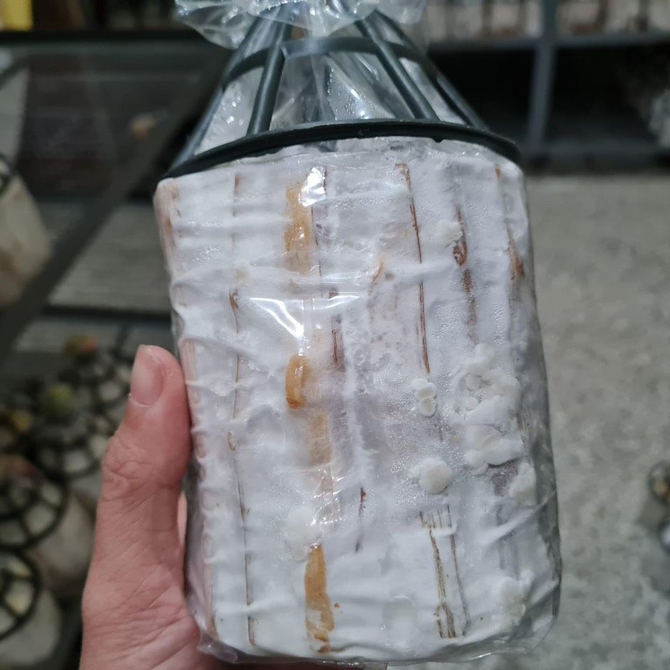 Meo giống Nấm Bào ngư xám - Loại que