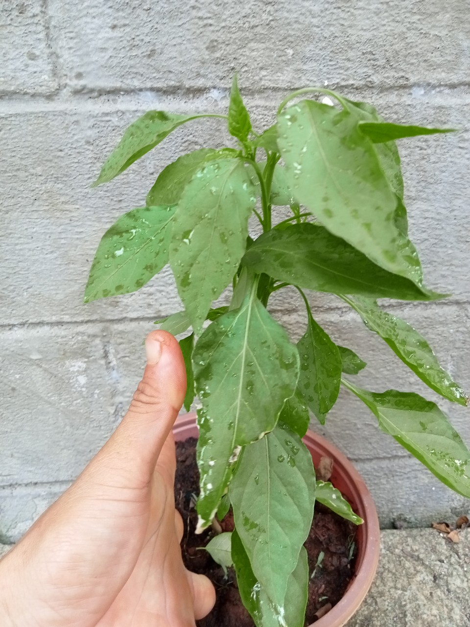 Cây ớt bí ngô