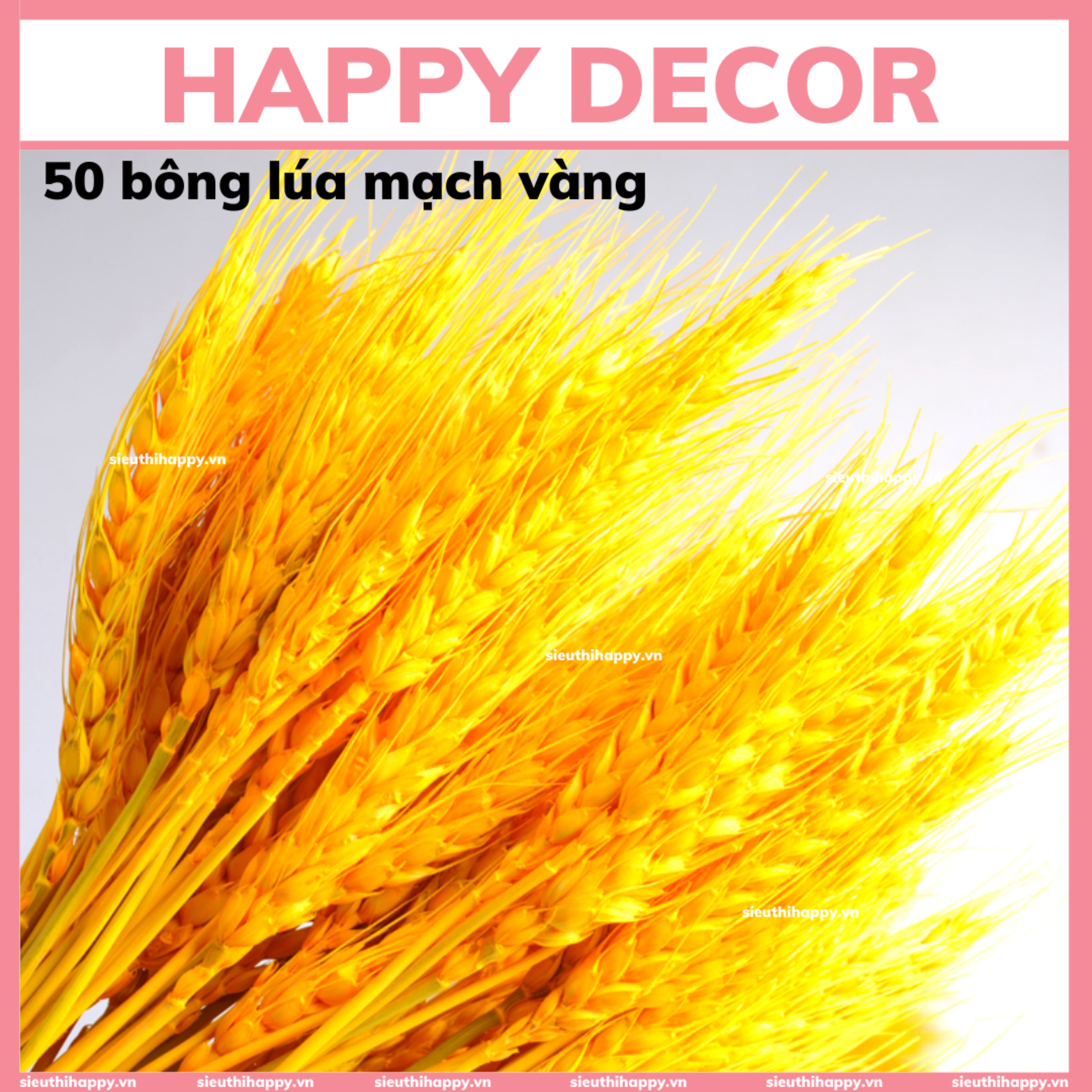 50 Bông lúa mạch vàng sấy khô tự nhiên, bông lúa tài lộc trang trí