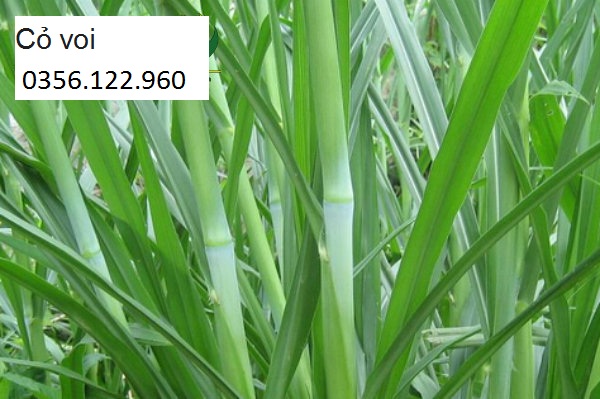 CỎ VOI LAI SIÊU NĂNG SUẤT - 200G