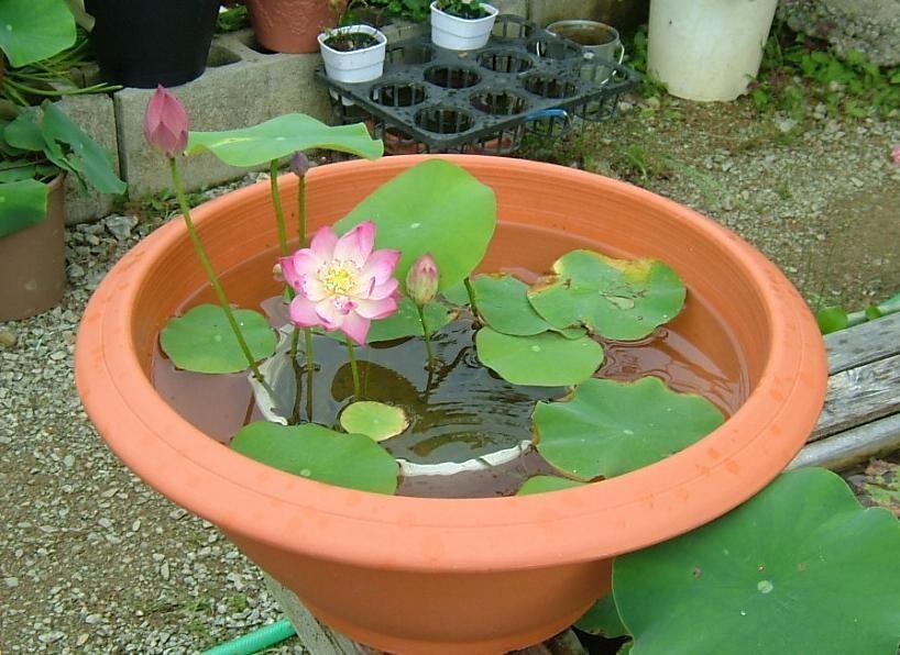 [HCM]Gói 5 hạt giống sen mini Nhật màu TRẮNG PHỚT HỒNG