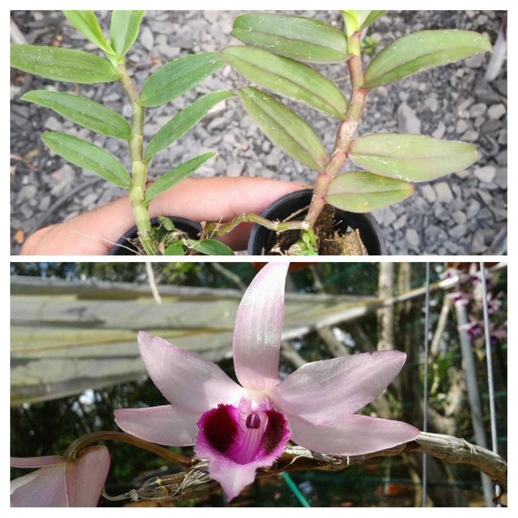 Giả Hạc Di Linh Xuân - Cây con giống