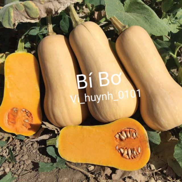 [Ảnh Thật] HạT GiốNg Bí Bơ Mỹ Siêu Mịn, Siêu Ngon, Giống Mỹ Johnny Seeds