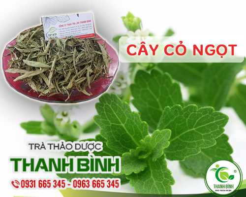 Cây cỏ ngọt khô 100g loại cao cấp - thảo dược thanh bình