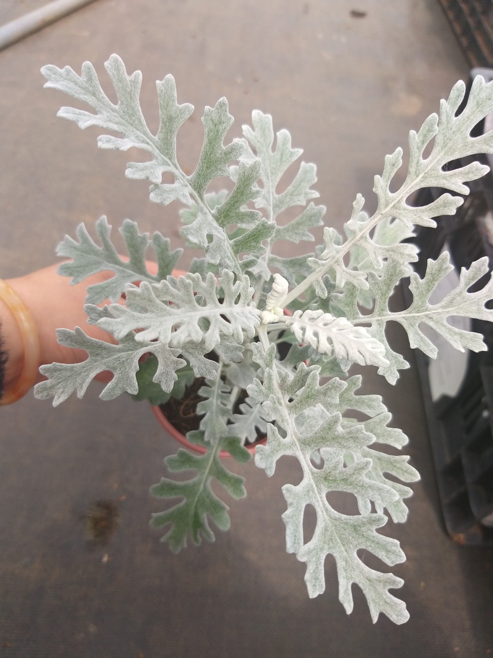 Cây ren bạc - Dusty miller- cây con như hình cuối, lá màu bạc, sờ vào mịn rất thích, cây khoẻ, rễ nhiều