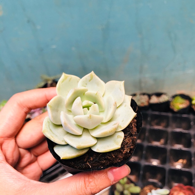 Sen đá nhỏ hoa hồng trắng