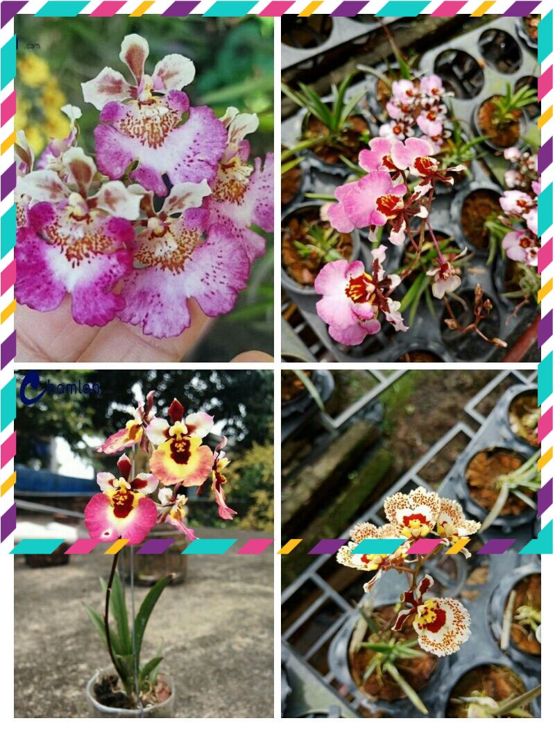 Hoa Lan vũ nữ bút chì