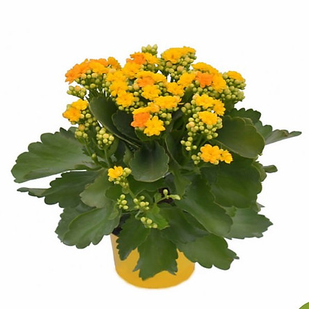Gói 20 Hạt giống hoa sống đời kép Mix màu