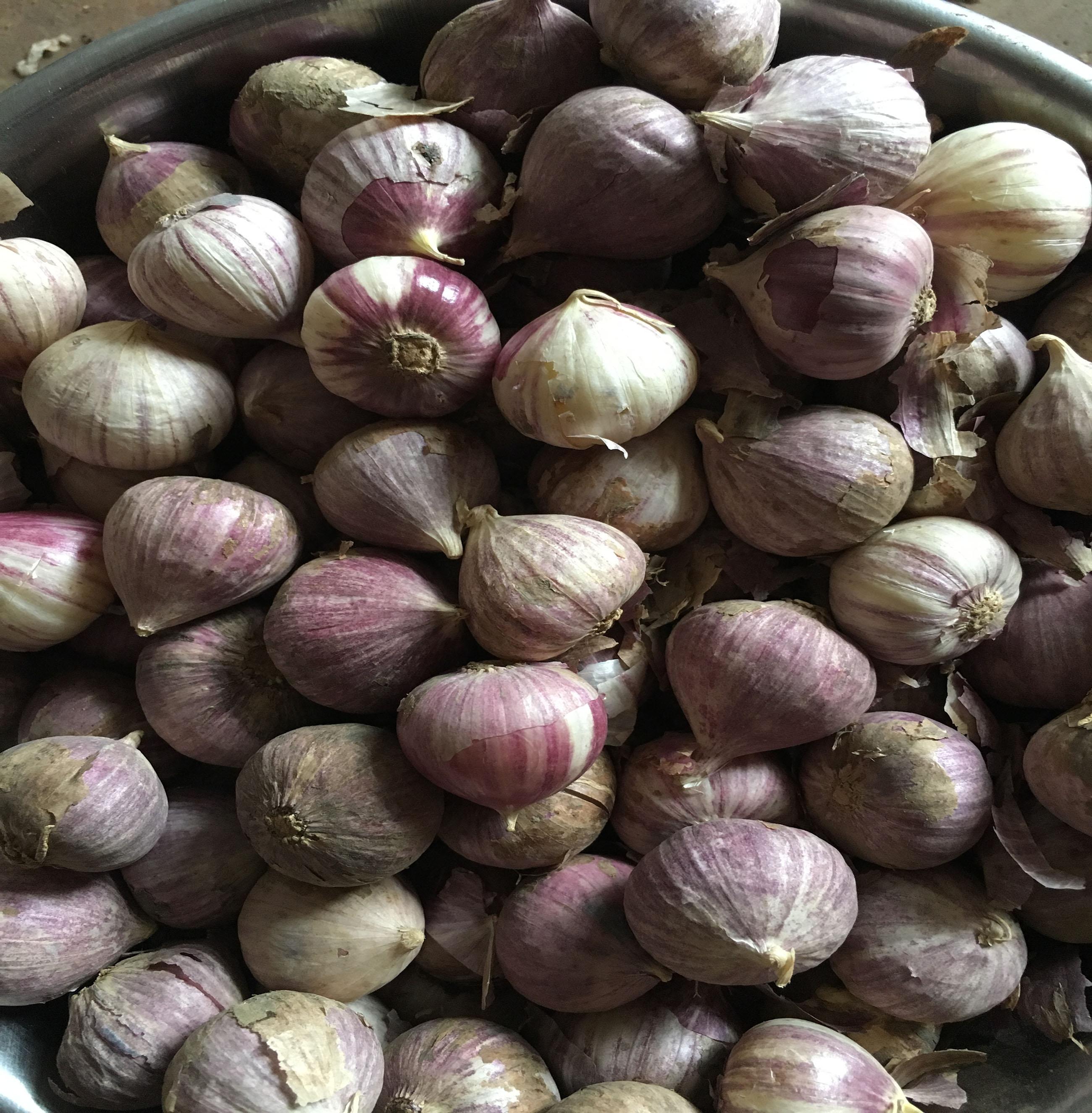 Tỏi cô đơn - làm tỏi đen 1kg