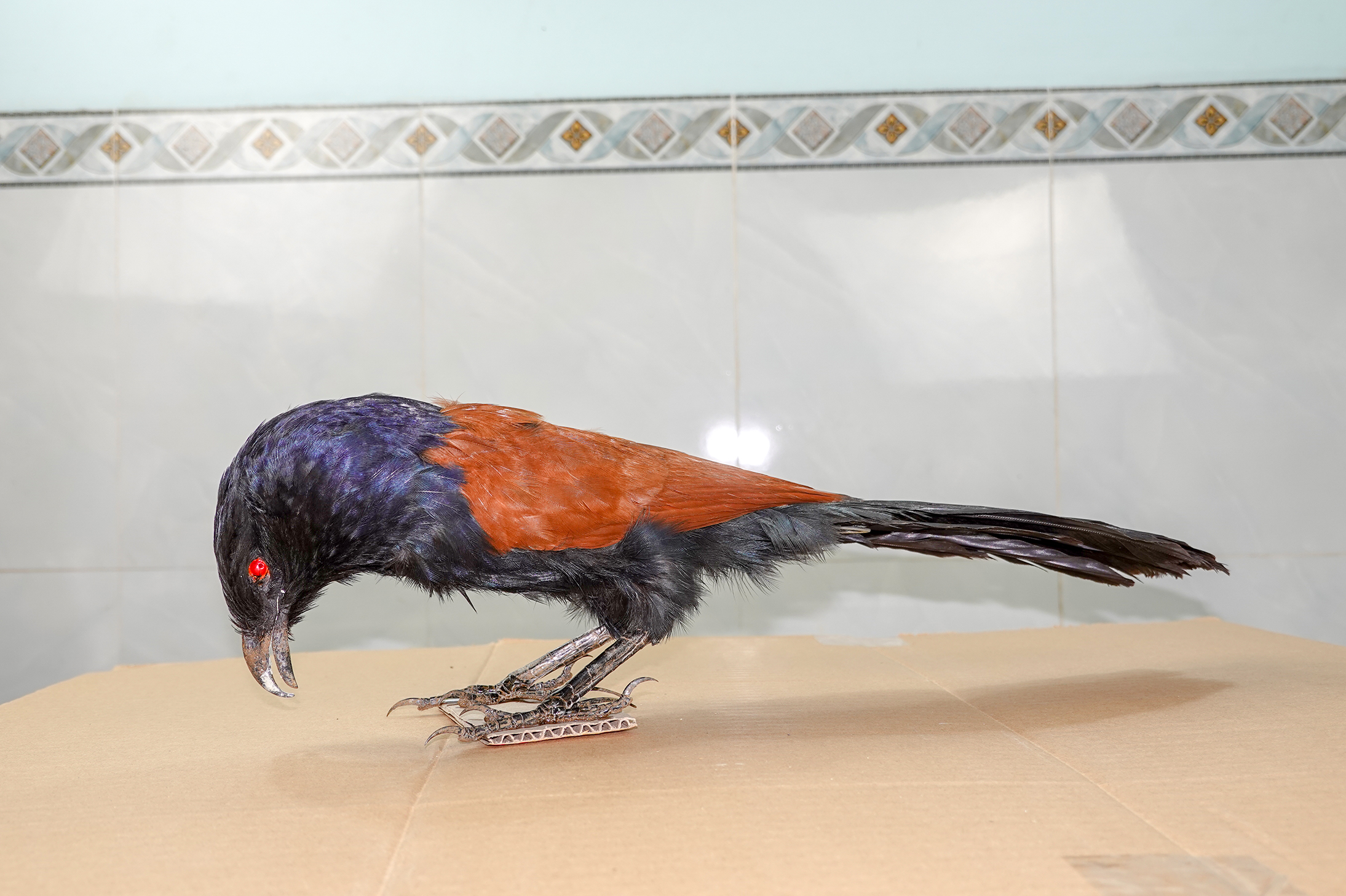 Bìm Bịp giả mồi hiệu quả khi bẫy 2021 ( Bịp bơm keo cực đẹp như con thật, bảo hành 2 năm không hư )