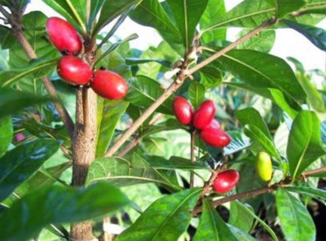 Cây thần kỳ 30cm