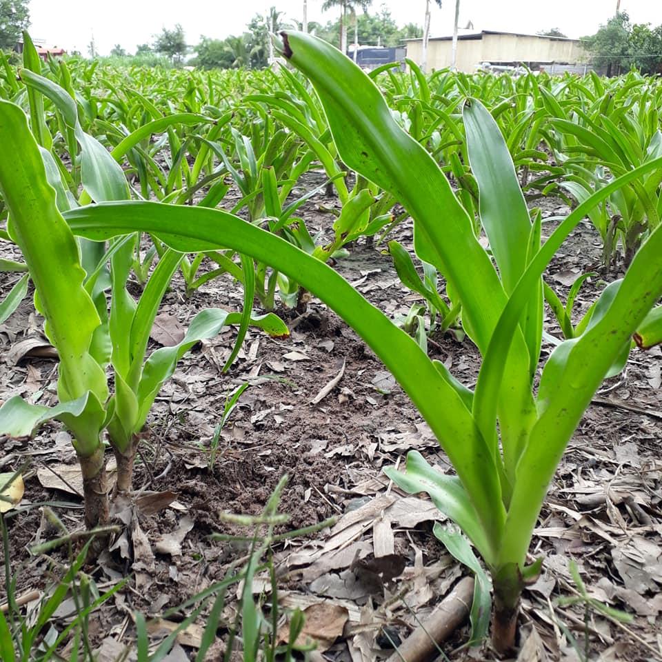 Cây giống trinh nữ hoàng cung - củ giống