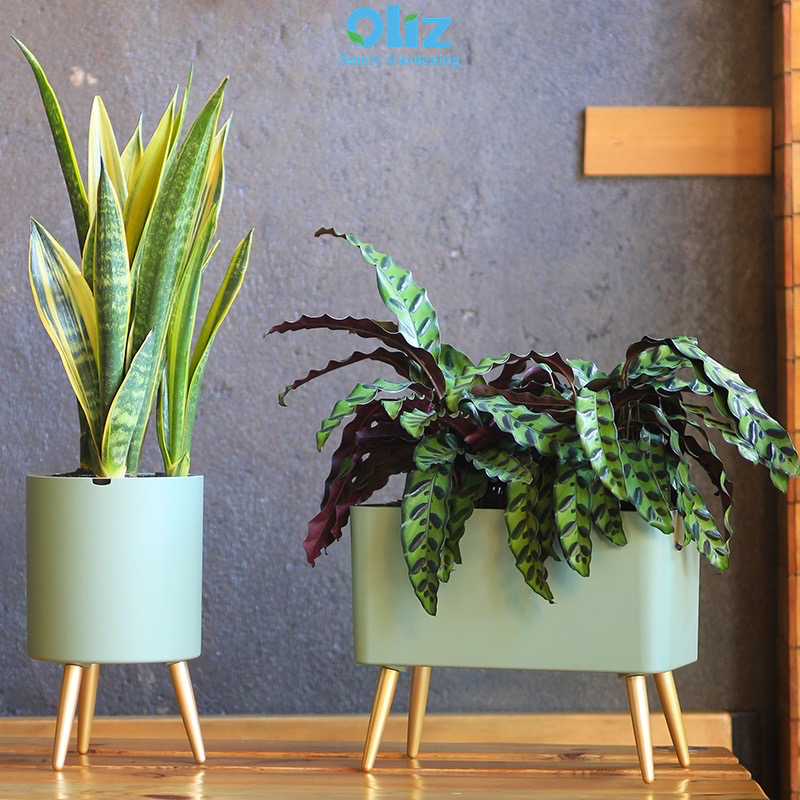 Chậu trồng cây thông minh Oliz Z5 - Chậu trồng cây tự dưỡng