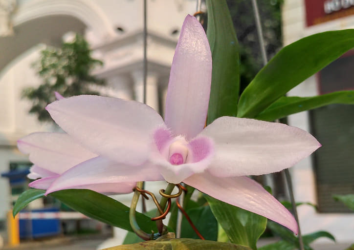 Phi Điệp Hồng Nhật Hạ hàng giống