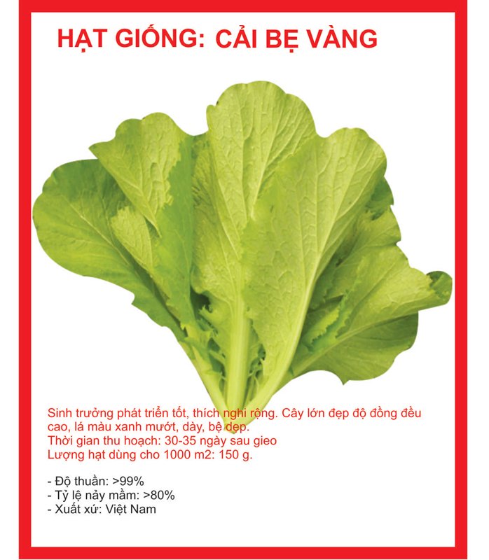 Hạt giống rau cải canh lá vàng cao sản gói 20g - hạt giống tốt