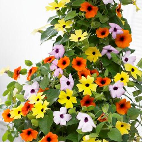 Hạt giống hoa ánh dương. túi 4 hạt. chất lượng cao.