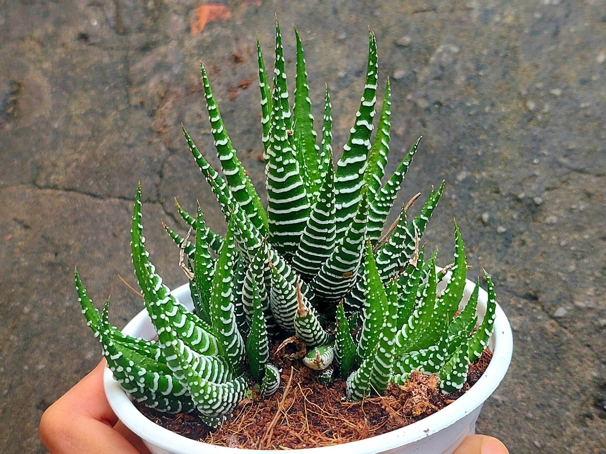Sen đá móng . rồng size trung