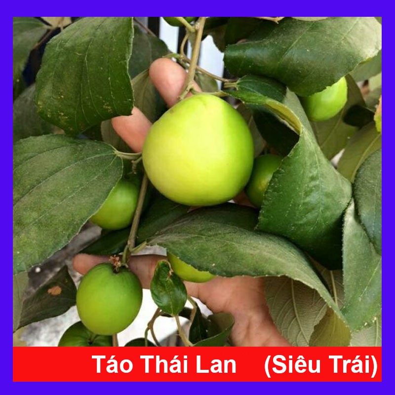 Cây Táo Thái Lan Siêu Trái - Cây cảnh sân vườn - caykiengsadec