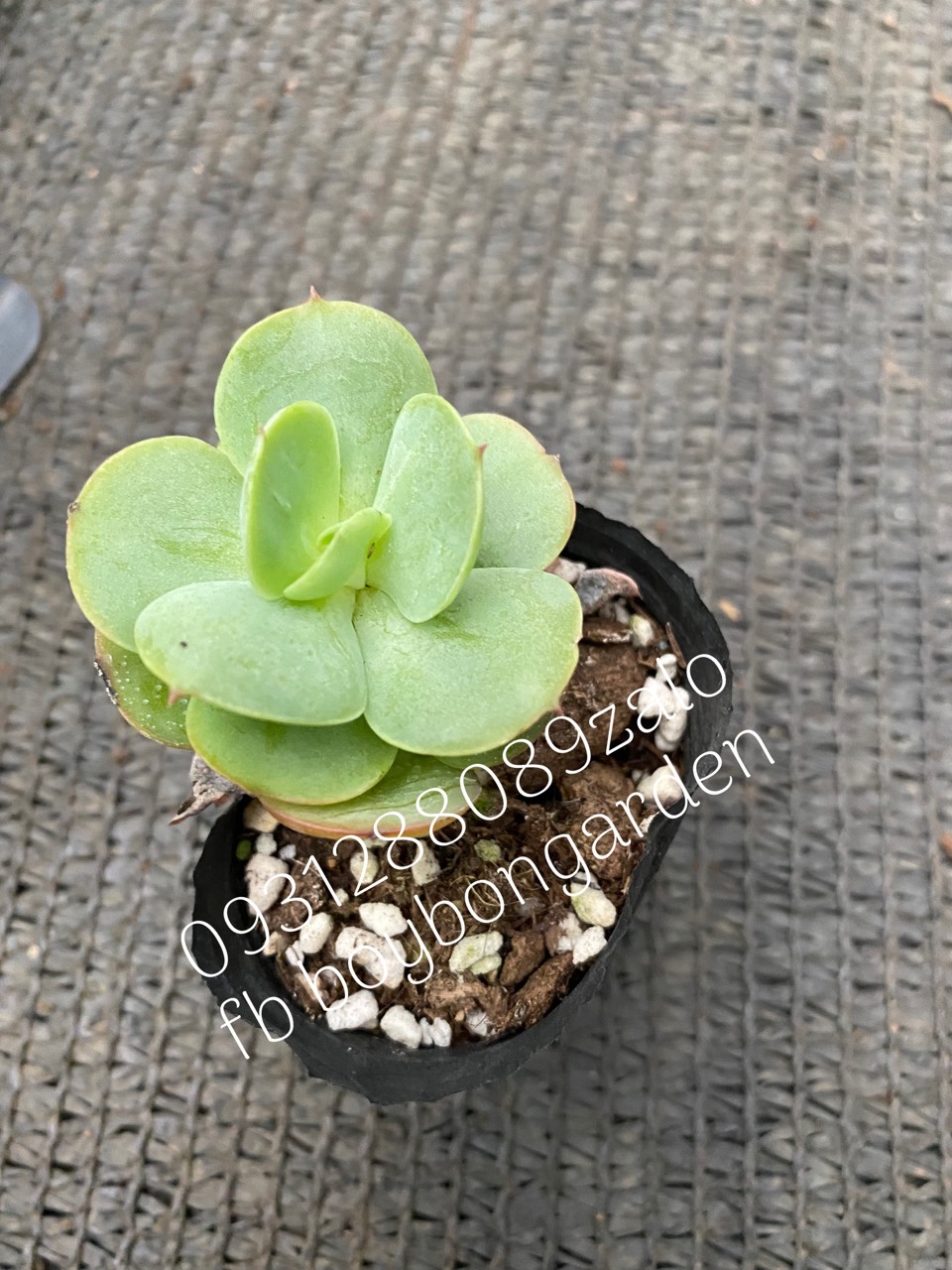 Cây sen đá bèo pháp nhỏ