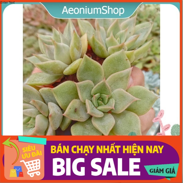 Sen đá đế vương xám mini, xuất xứ đà lạt, lỗi 1 đổi 1 ❣