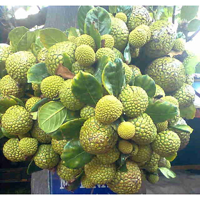 Cây giống mít mơ, cây to khỏe