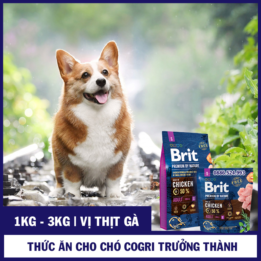 Thức Ăn Cho Chó Corgi Trưởng Thành