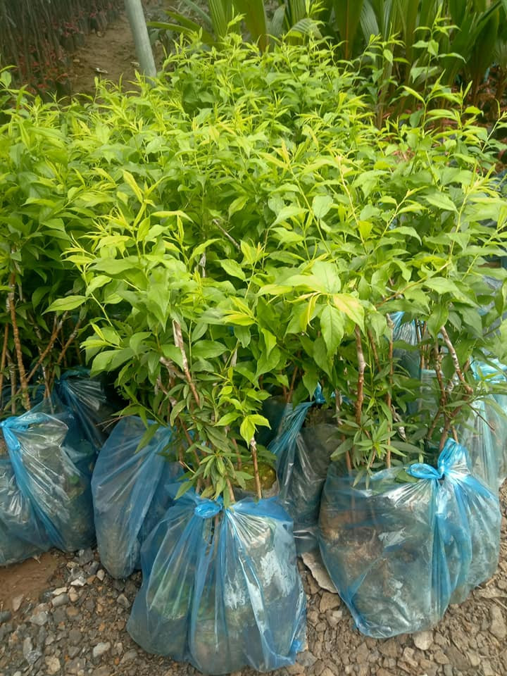 Mận tam hoa hàng ghép mắt nhanh ra quả cây trong bầu