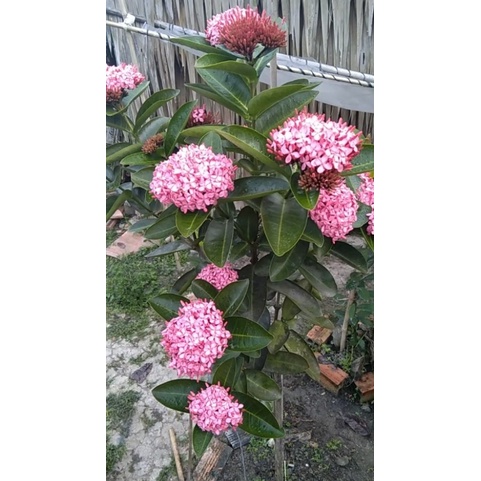 TÍM SEN VĨNH CHÂU CÂY CAO 20-25CM RA HOA THƠM-BONSAI CÂYCẢNH-( cây giống ảnh cuối )