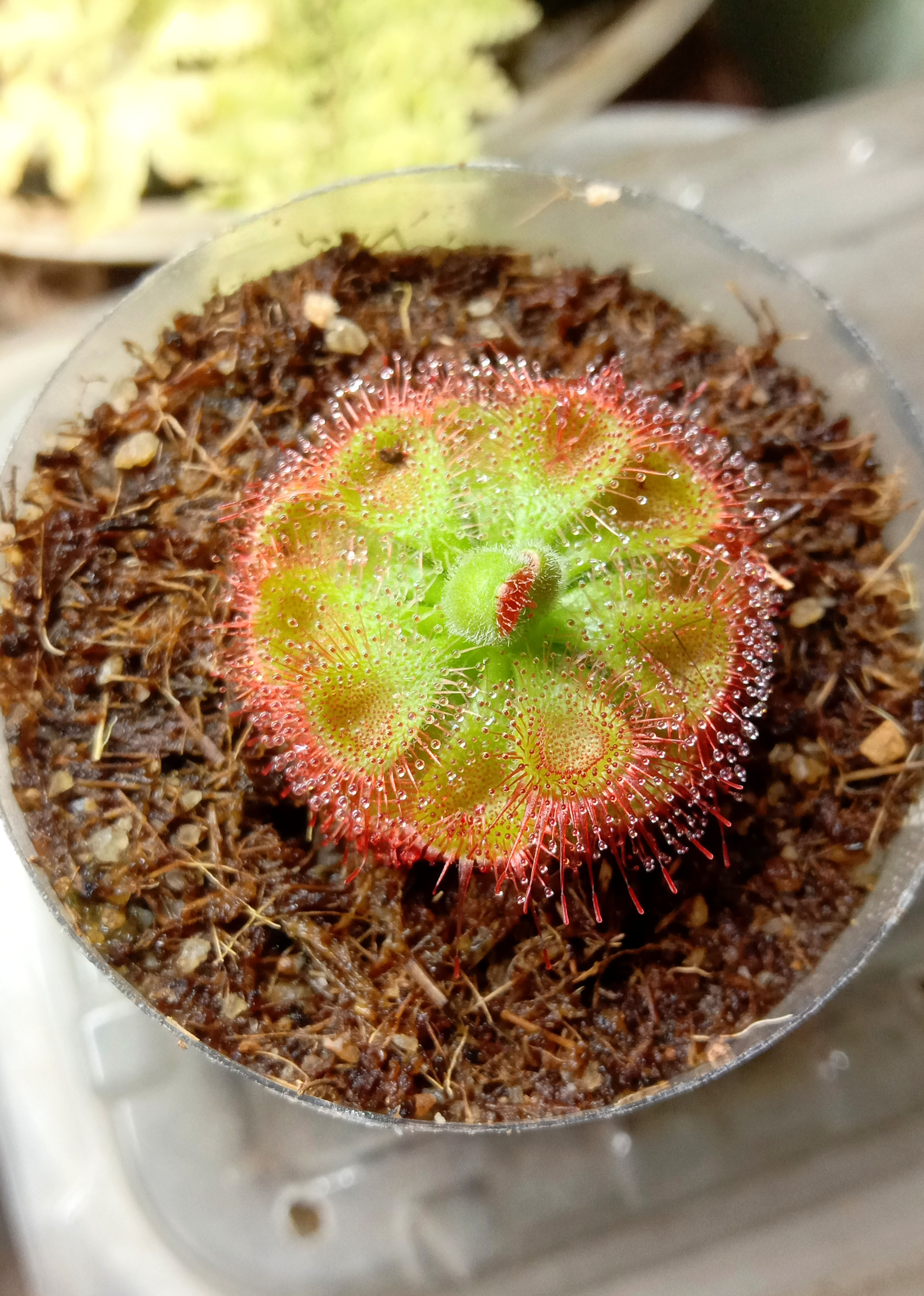 Cây Gọng Vó Đồng Tiền, Burmanii,cây bèo đất, Drosera burmannii Vahl cây bắt mồi