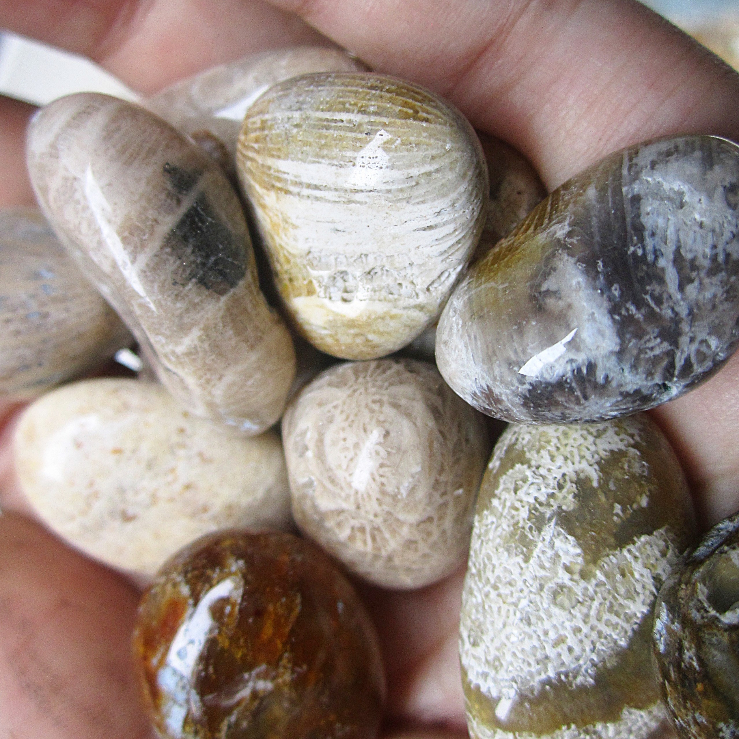 100gr đá hoa cúc - coral agate - đá san hô