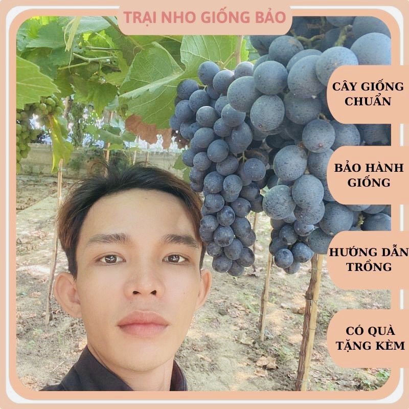 Cây nho giống muscat bailey mẫu đơn đen ninh thuận