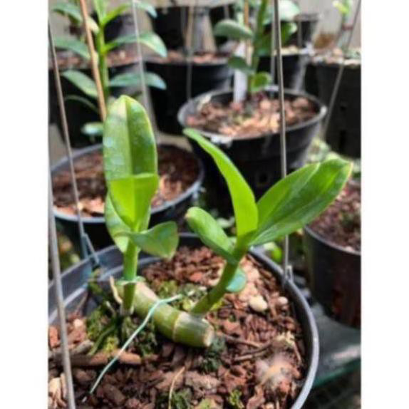 Phi Điệp 5Ct Phú Thọ 5Ct Ho Bảo Duy Kie Rừng Năm 2