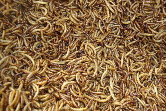 sâu khô cho Chim cảnh - Cá cảnh - Hamster