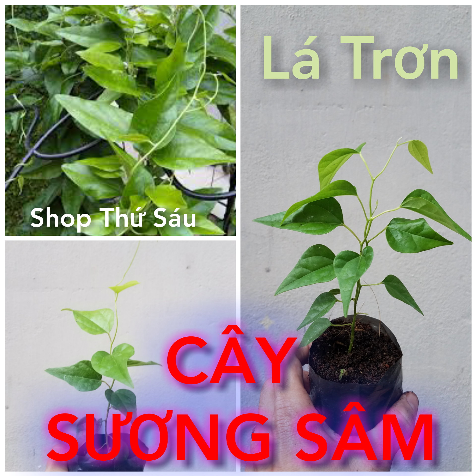 Cây Sương Sâm. Sâm lá tim. Sâm lá trơn.. sâm sâm, xanh sam , dây xanh leo , hay lá mối ,  Tiliacora Acuminata. Thanh lọc, giải nhiệt cơ thể....Ngăn ngừa táo bón 