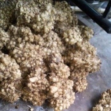 Sâm cóc , xuyên khung nam , tam thất nam