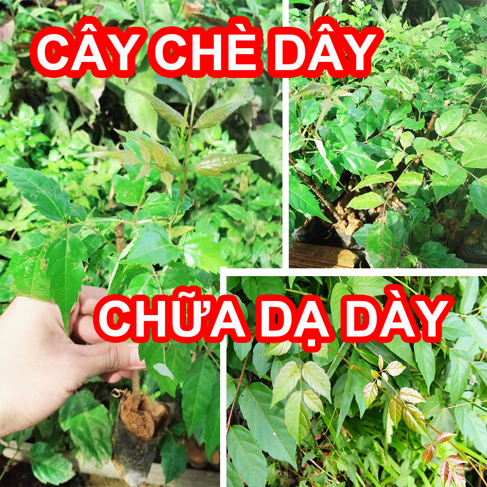Cây chè dây